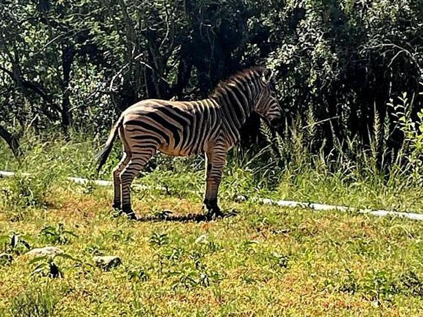 66 Sharalumbi Wildlife Estate Apartamento Lydenburg Quarto foto